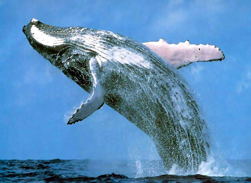 Humpback whale Breach